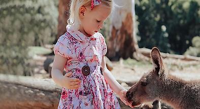 Lone Pine Koala Sanctuary Tickets