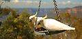 blue mountains cockatoos