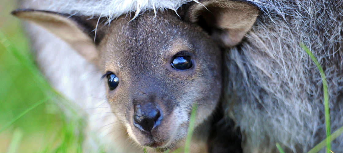 Bonorong Wildlife Sanctuary