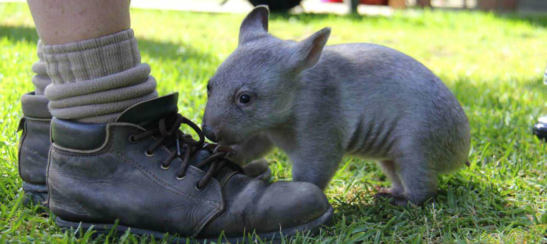 Bonorong Wildlife Sanctuary