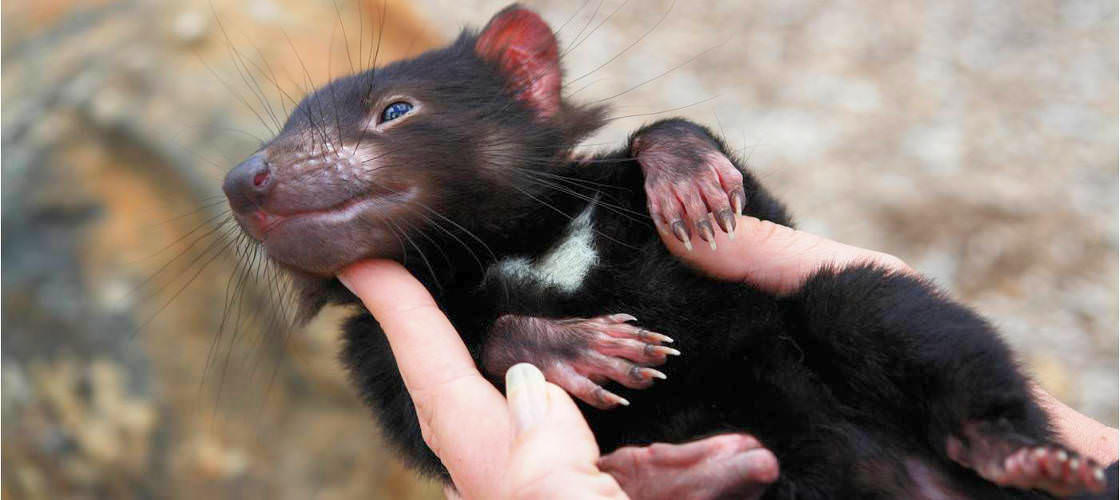 Bonorong Wildlife Sanctuary