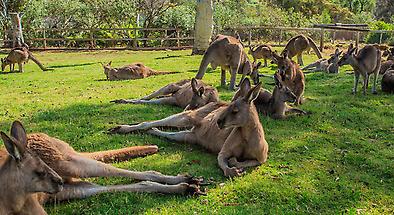 Bonorong Wildlife Sanctuary Tickets