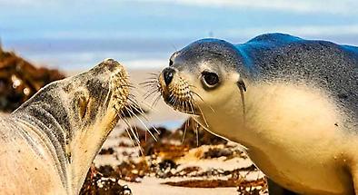 Kangaroo Island 2 Day Tour with Accommodation