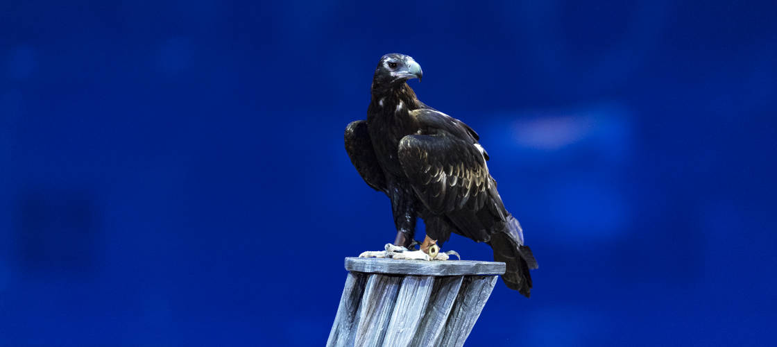 Thumbnail for gallery