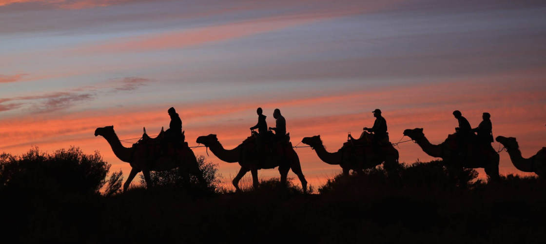 uluru camel tours sunset