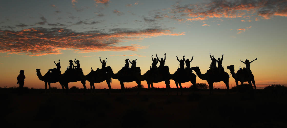 uluru camel tours sunset experience