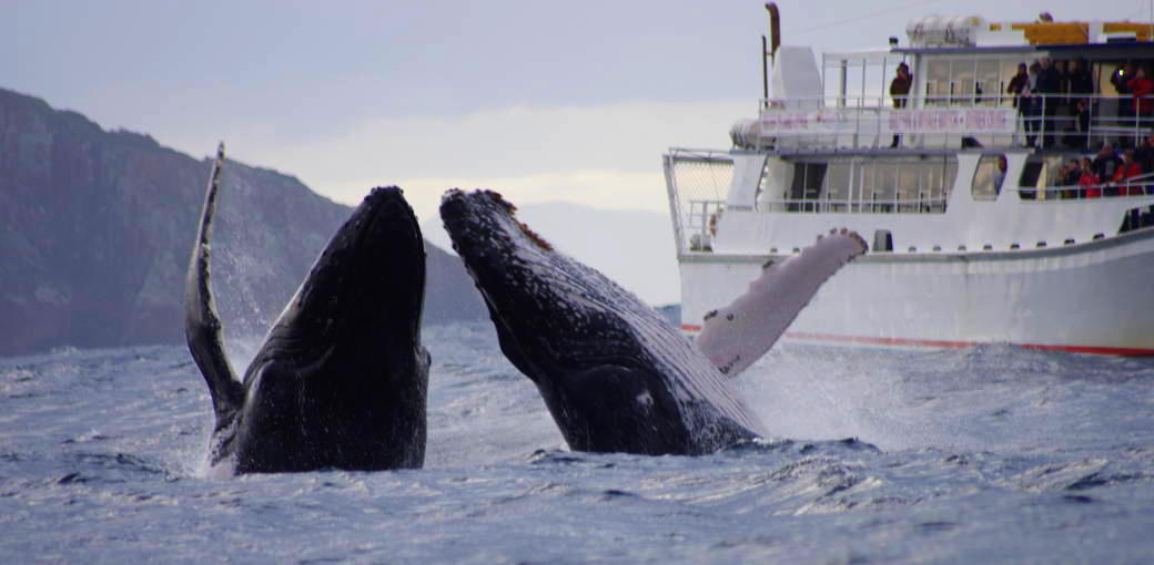 10 Best Whale Watching Spots in Australia | Experience Oz