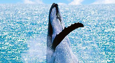 3 Hour Whale Watching Cruise from Mooloolaba