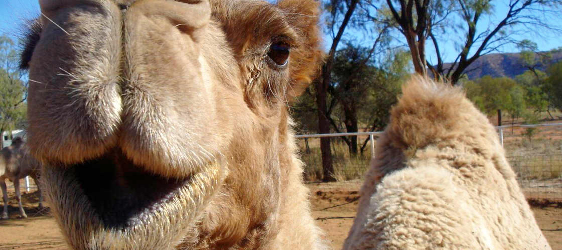 Alice Springs Camel Rides