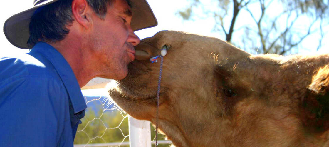 Alice Springs Camel Rides
