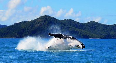 Whales in Whitsundays Cruise