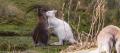 white wallaby bruny island
