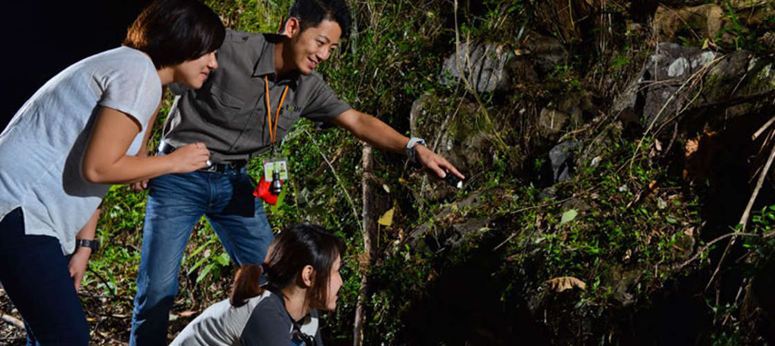 Gold Coast Glow Worm Tour