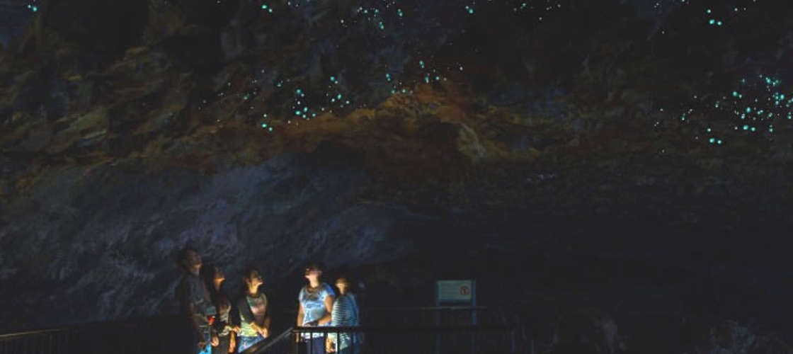 Gold Coast Glow Worm Tour