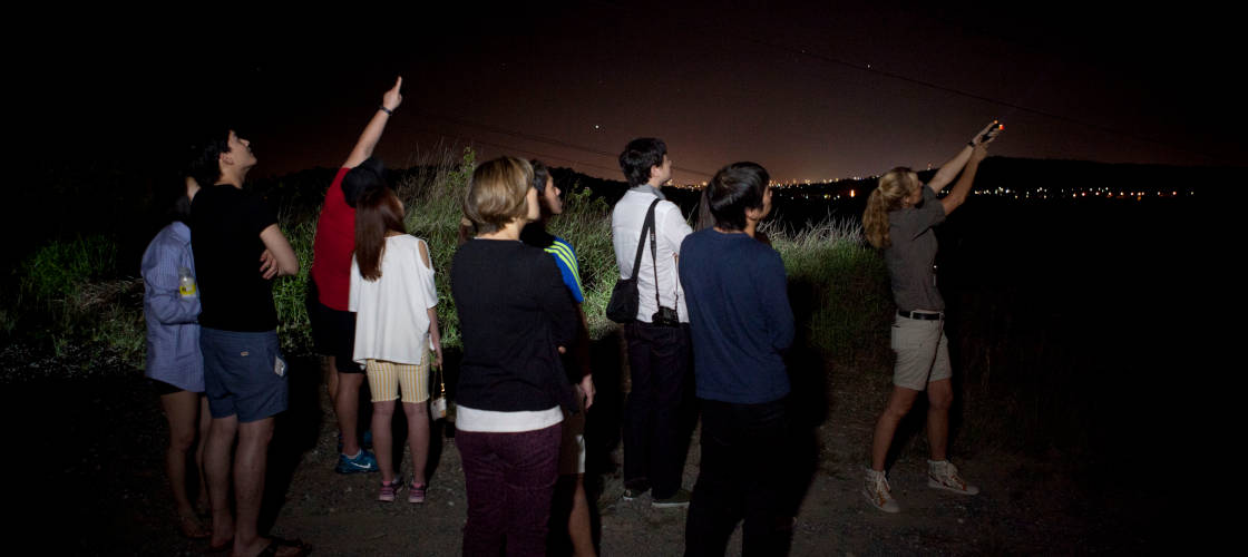 Tour Gold Coast Glow Worms