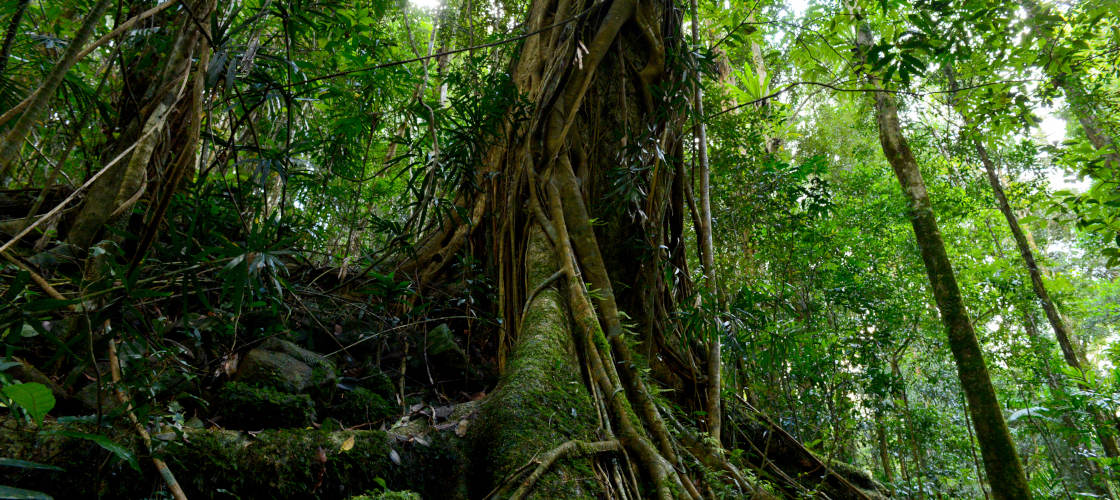 Glow Worms and Rainforest Gold Coast