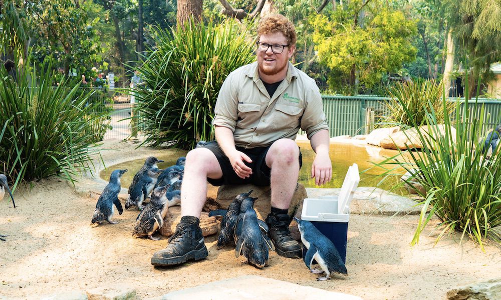 FeatherdaleWildlifeParkPenguin