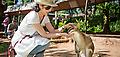 rainforestation nature park kangaroo feeding