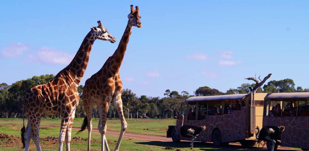 Werribee Open Range Zoo