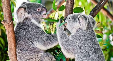 Currumbin Wildlife Sanctuary Koala Experience