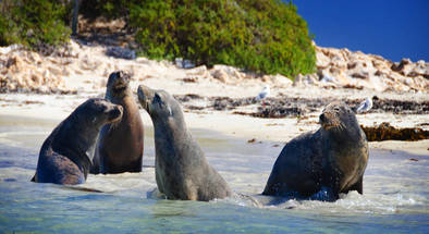 Penguin Island Day Tour with Caversham Wildlife Park Entry