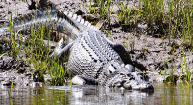 Johnstone River Glass Bottom Boat Safari Cruises