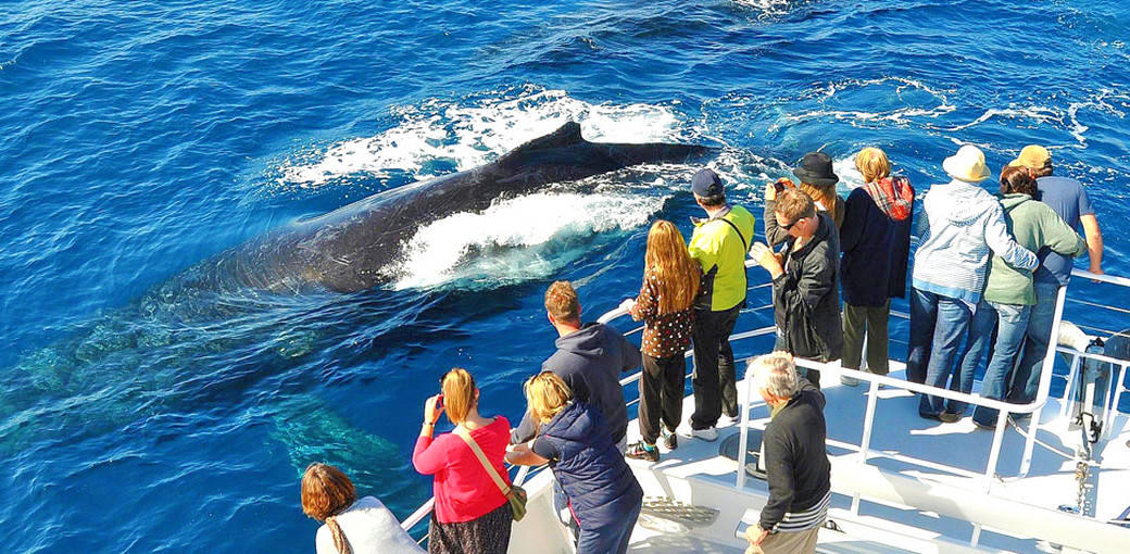 Sunshine Coast Whale Watching Queensland