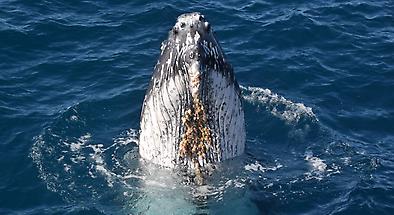 Sunshine Coast Whale Watch Cruise