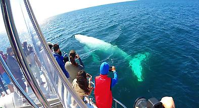Whale Watching Cruises departing from Surfers Paradise