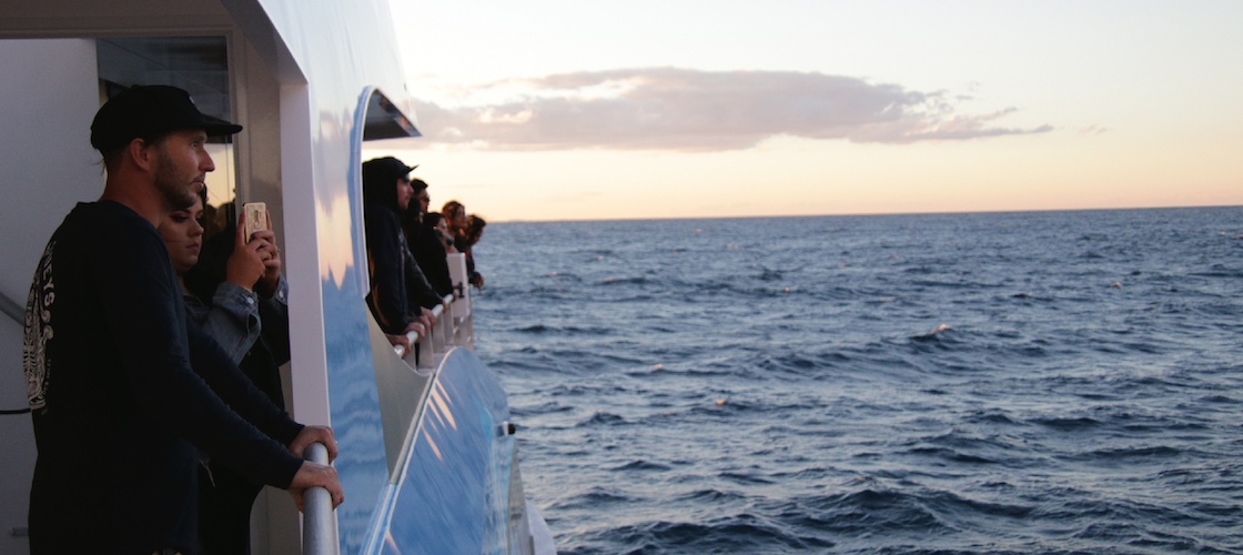 SeaWorldCruisesWhaleWatching6