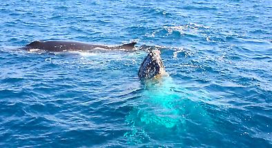 Whale Watching on a Jet Boat