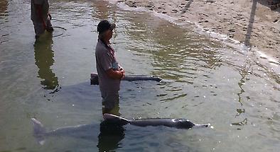 Dolphin Feeding Tour from Rainbow Beach