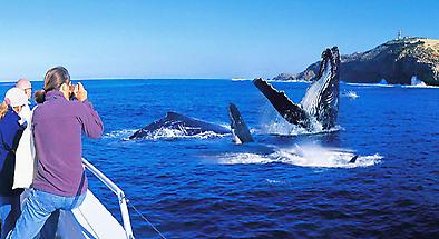 Tangalooma Dolphin and Whale Watching Cruises