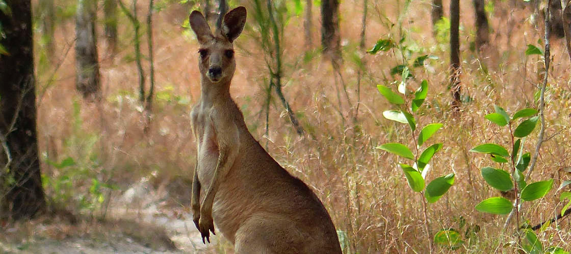 Eastern Grey Kangaroo