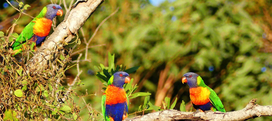 Noose wild life guide tour 