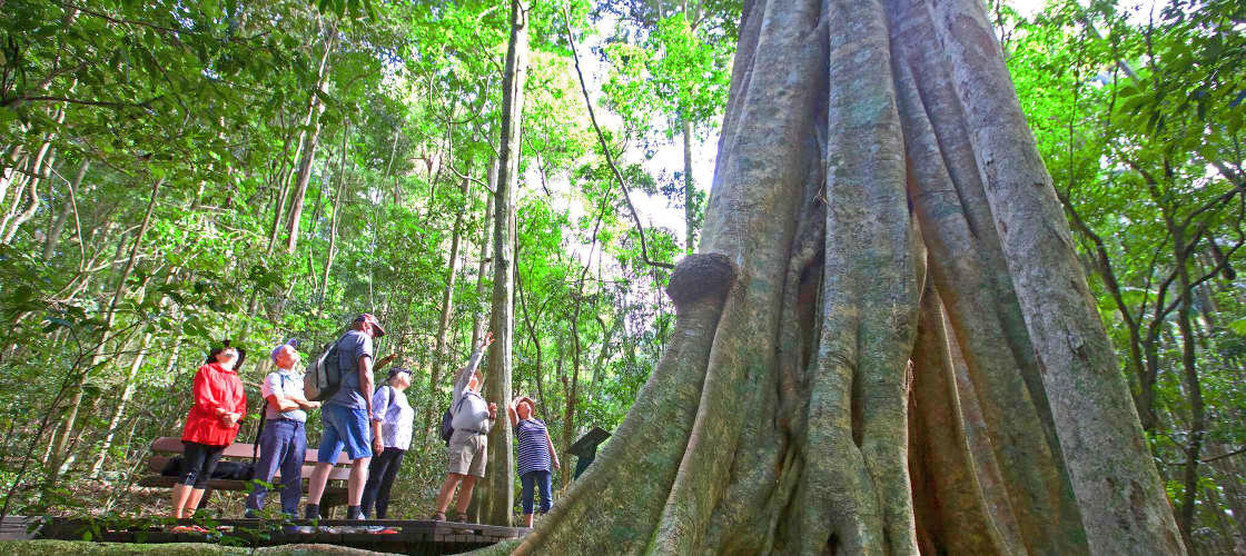 Guided bushwalk Noosa 