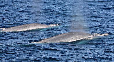 Blue Whale Canyon Experience departing Fremantle