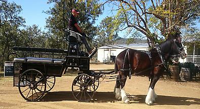 Horse Carriage Winery and Brewery Tour
