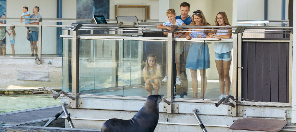 sea world seal harbour