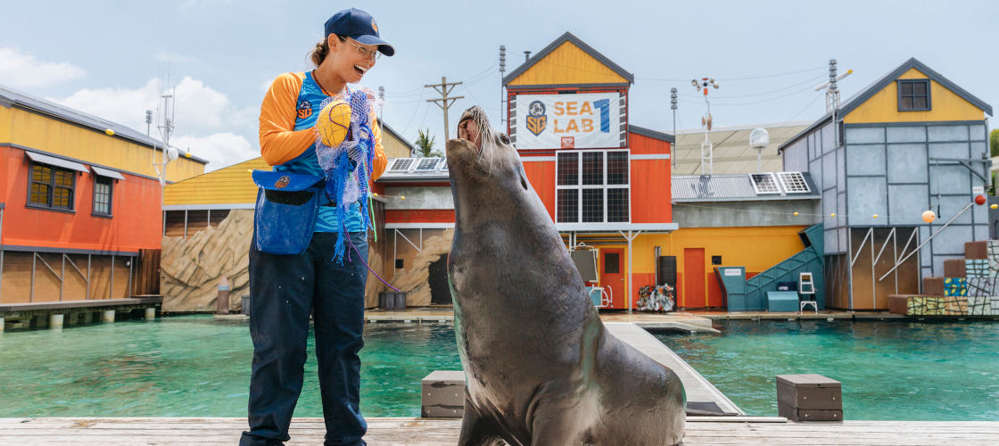 sea world seal encounter