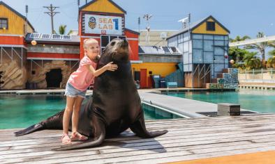 Seal Encounter at Sea World