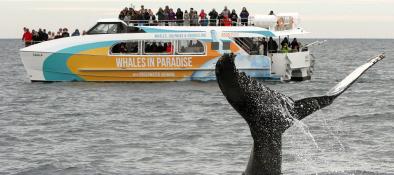 Gold Coast Whale Watching Cruise