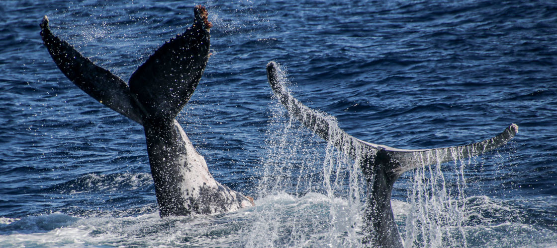 humpback whale tails