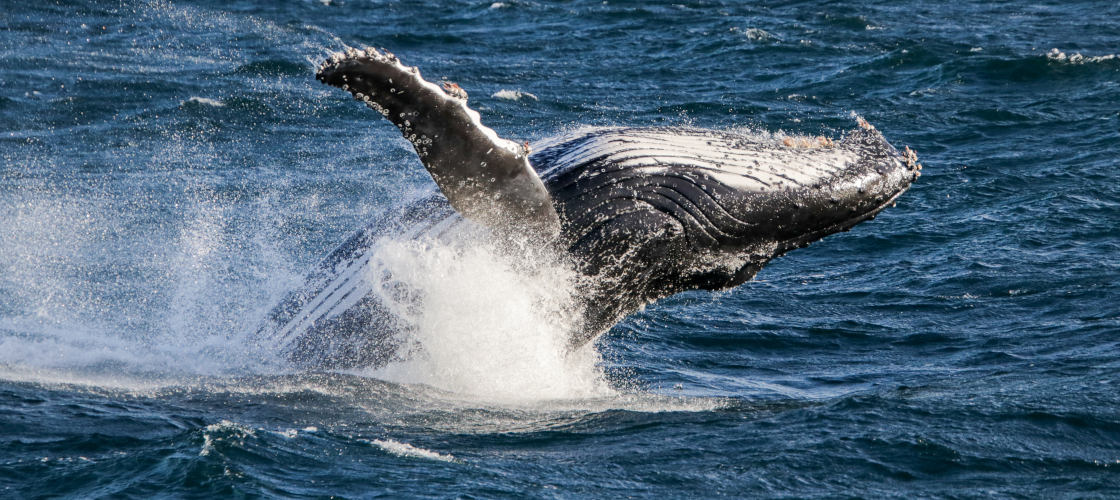 humpback whale
