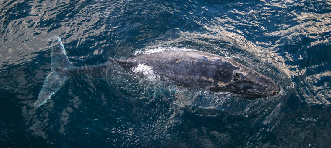 humpback whale gold coast