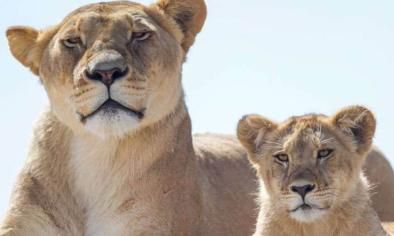 Monarto Safari Park Lions 360 Experience with Entry