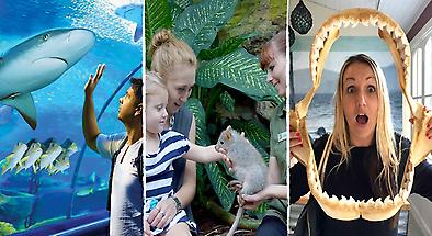 Cairns City Attraction Pass