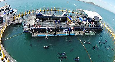 Oceanic Victor Swim with the Tuna in Victor Harbor