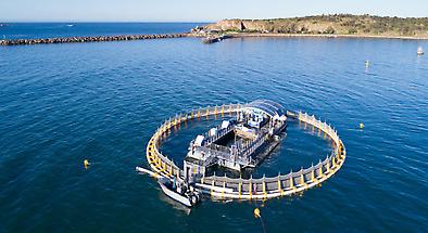 Swim with the Tuna Experience in Victor Harbor