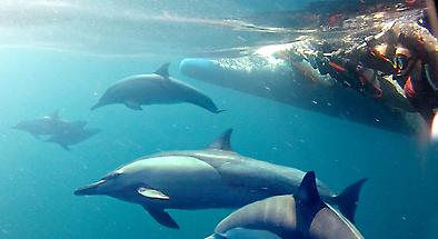 Nelson Bay Dolphin Watching And Optional Dolphin Swim